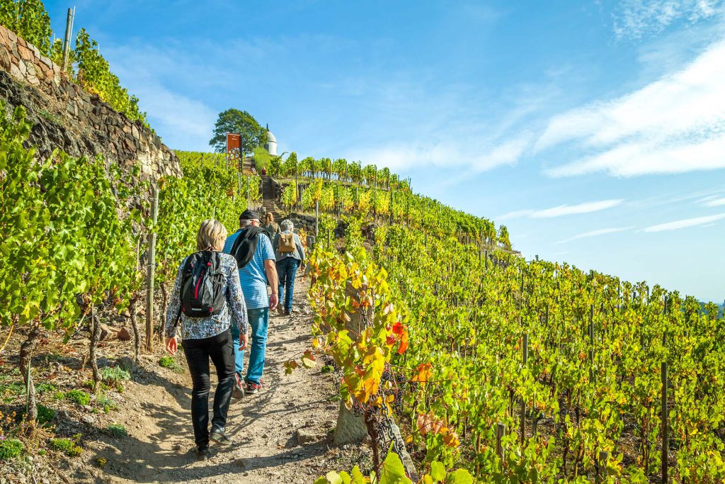 Wanderung in den Reben der Mosellandschaft