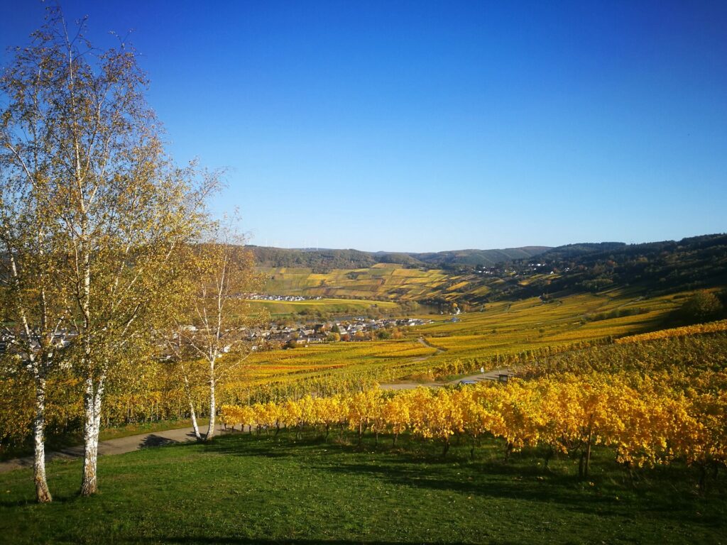 Weinbergslage Leiwener Klostergarten